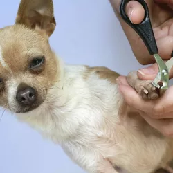 De quoi avezvous besoin pour couper les ongles de votre chien